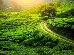 Darjeeling Hill Tour