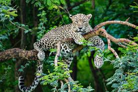 Gir Wildlife Safari