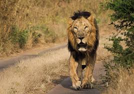 Gir Wildlife Safari