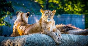 Gir Wildlife Safari