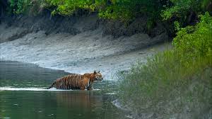 Royal Bengal Tiger Habitat