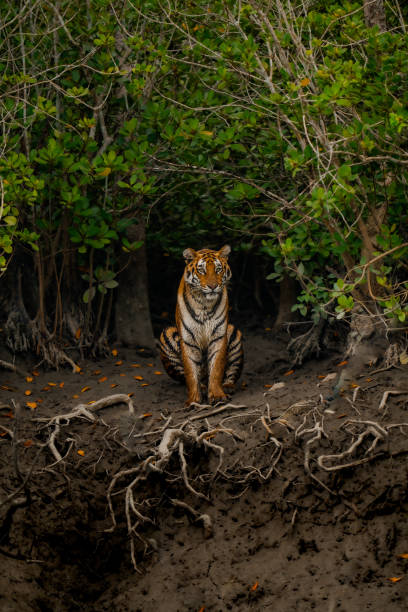 Bird Watching in Sundarbans