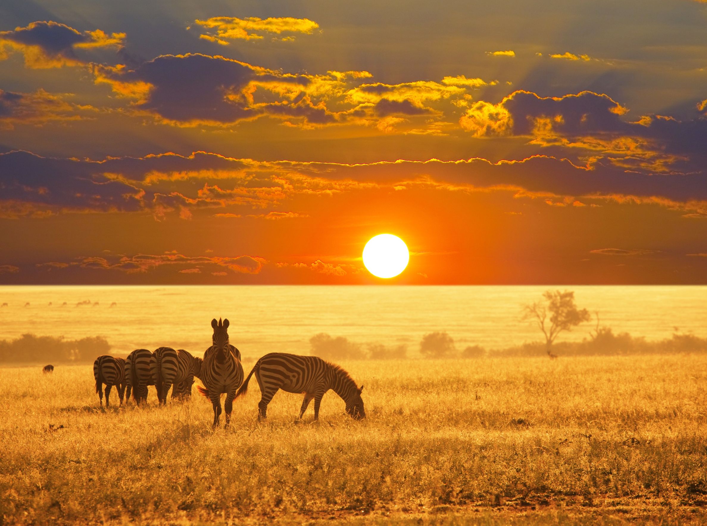 Etosha Safari Experience
