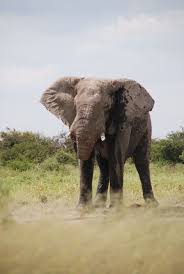 Etosha Safari Experience