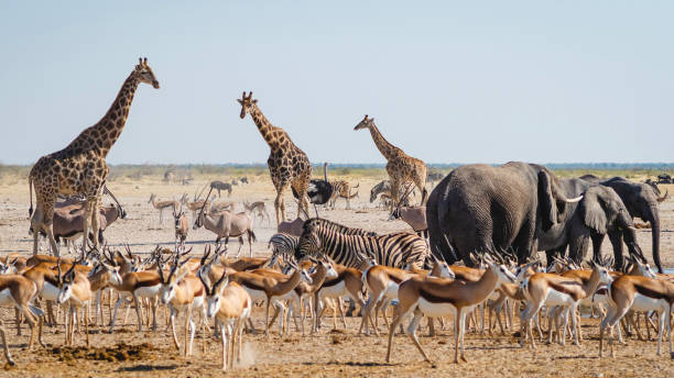 Etosha Safari Experience