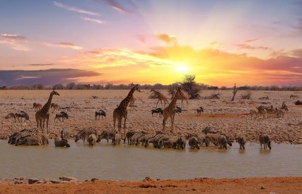 Etosha Safari Experience