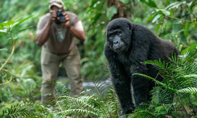 Gorilla Trekking Bwindi