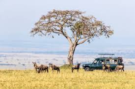 Maasai Mara Safari