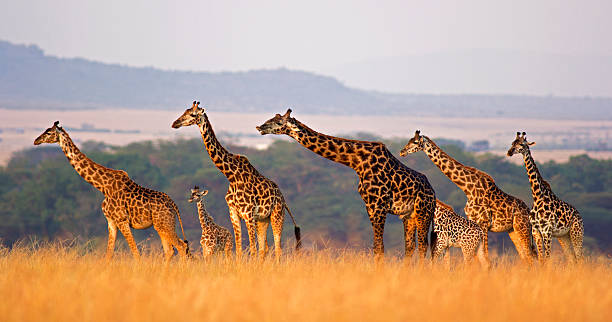 Wildlife Safari