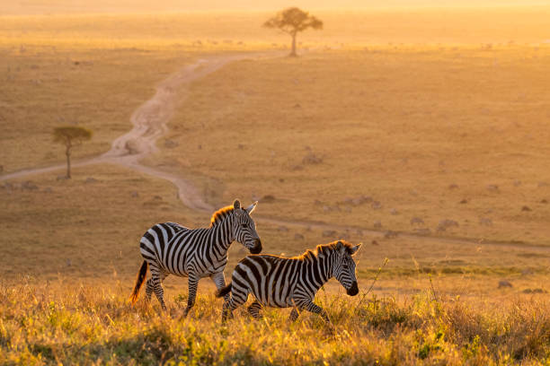 Wildebeest Migration