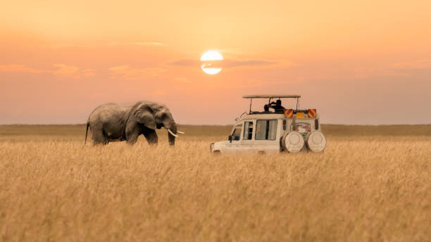 Balloon Safari