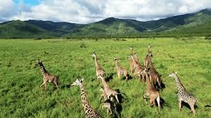Nairobi National Park