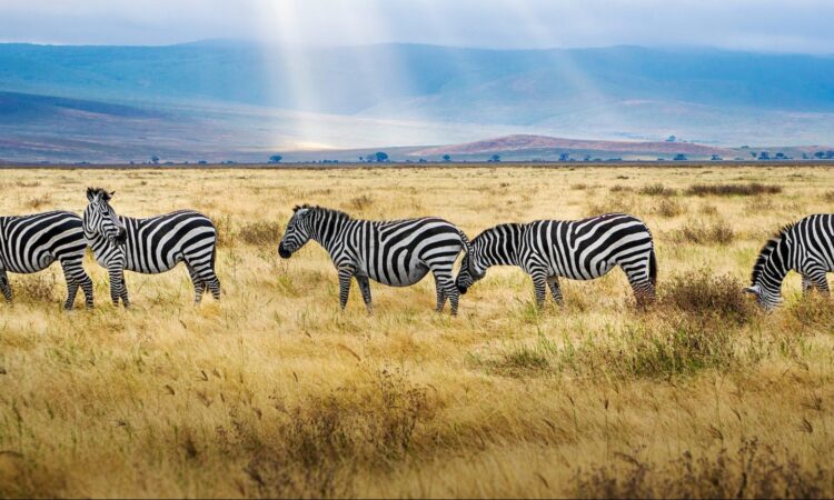 Serengeti Safari