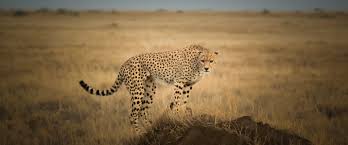 Wildlife Safari