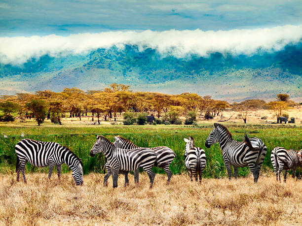 Ngorongoro Crater
