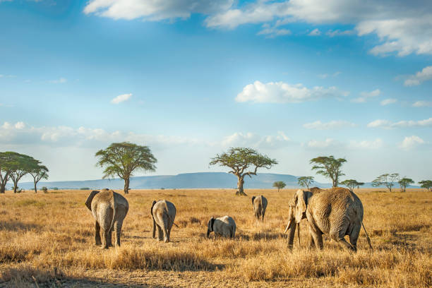 Serengeti Landscape