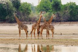 South Luangwa Wildlife