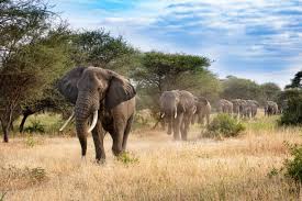South Luangwa Safari