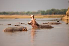 African Safari Animals