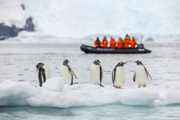 Antarctic Cruise