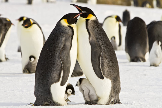 Antarctic Expedition Ship