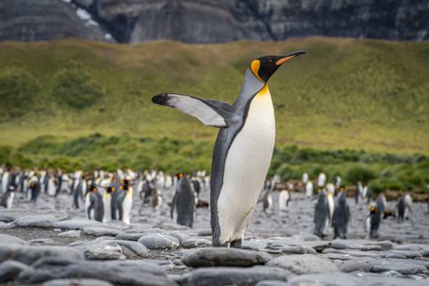 Polar Expedition Cruise