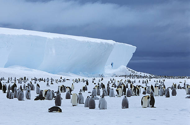 Penguins