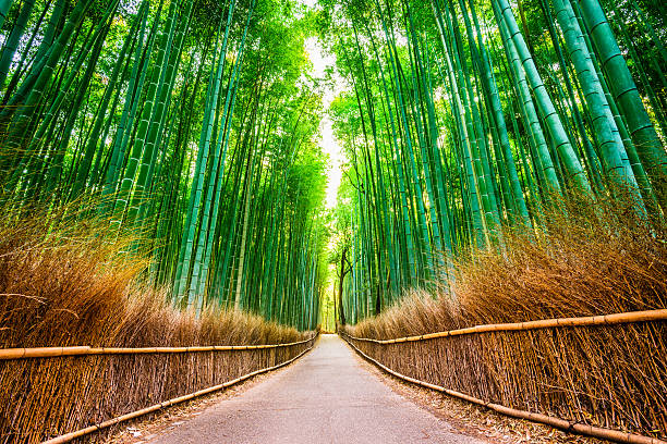 Kyoto Cultural Tour