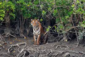 Sundarbans