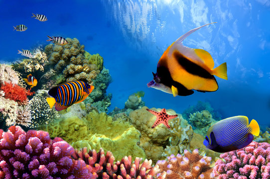 Great Barrier Reef Adventure