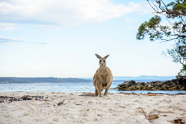 Kangaroo Valley Tour