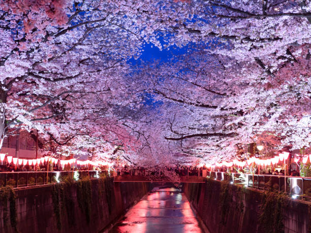 Japan Honeymoon Tour