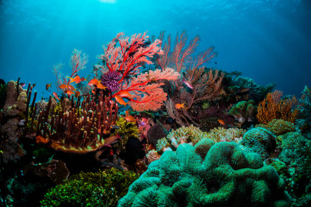 Lakshadweep Beach